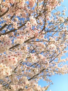 さくら満開｜「ポピー」　（京都府八幡市の花キューピット加盟店 花屋）のブログ