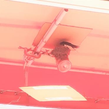 ツバメの巣ができました（ヒナが産まれました）｜「ポピー」　（京都府八幡市の花キューピット加盟店 花屋）のブログ