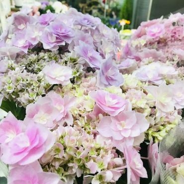 あじさいの季節です。｜「ポピー」　（京都府八幡市の花キューピット加盟店 花屋）のブログ