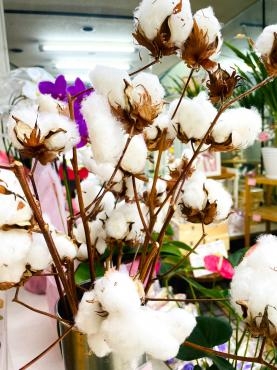 コットン（綿）｜「ポピー」　（京都府八幡市の花キューピット加盟店 花屋）のブログ