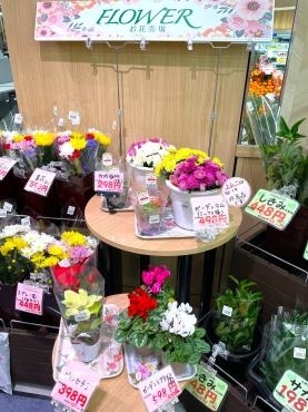 ファミレやわた店内のイオン系スーパー「KOHYO」（コーヨー）さんでお花の販売始まりました｜「ポピー」　（京都府八幡市の花キューピット加盟店 花屋）のブログ