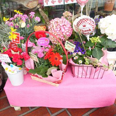 今年の母の日は5/12(日)たくさんご用意できてます|「ポピー」　（京都府八幡市の花屋）のブログ