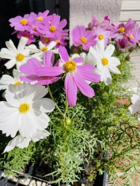 昨日の鉢苗物（コスモス・パンジー・ビオラ・クリサンセマム他）｜「ポピー」　（京都府八幡市の花キューピット加盟店 花屋）のブログ