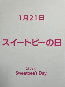 1/21はスイートピーの日（なぜか知ってる？）|「ポピー」　（京都府八幡市の花屋）のブログ