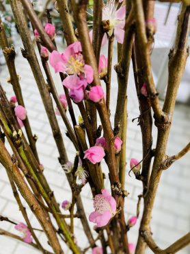 3/3はひな祭り（桃の節句）｜「ポピー」　（京都府八幡市の花キューピット加盟店 花屋）のブログ