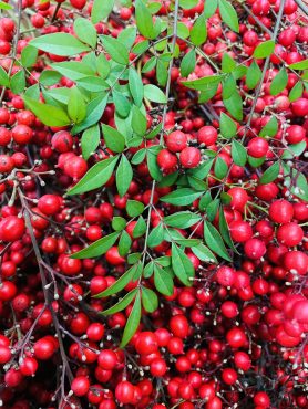 2025年もありがとうございました。新年の営業のお知らせ|「ポピー」　（京都府八幡市の花屋）のブログ