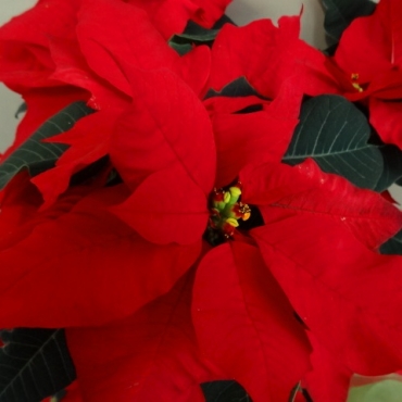 ポインセチア・ツリー仕立て