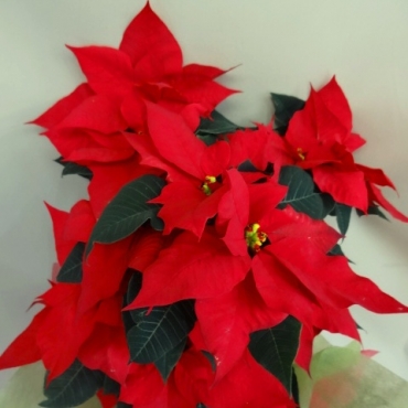 ポインセチア・ツリー仕立て