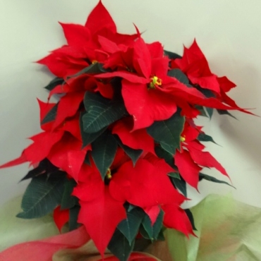 ポインセチア・ツリー仕立て