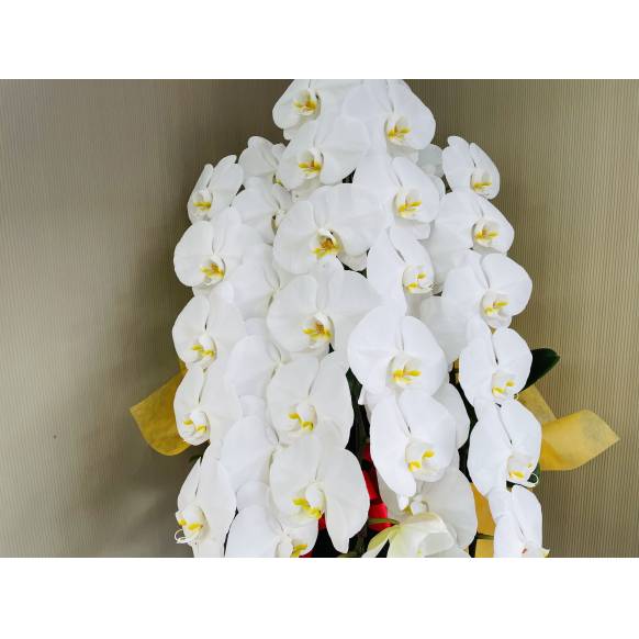 胡蝶蘭白３本立ち42輪以上（つぼみ含む）