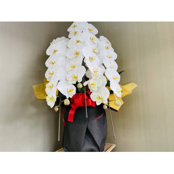 胡蝶蘭白３本立ち42輪以上（つぼみ含む）