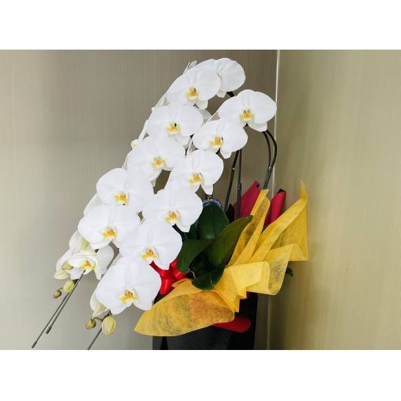 胡蝶蘭白３本立ち42輪以上（つぼみ含む）